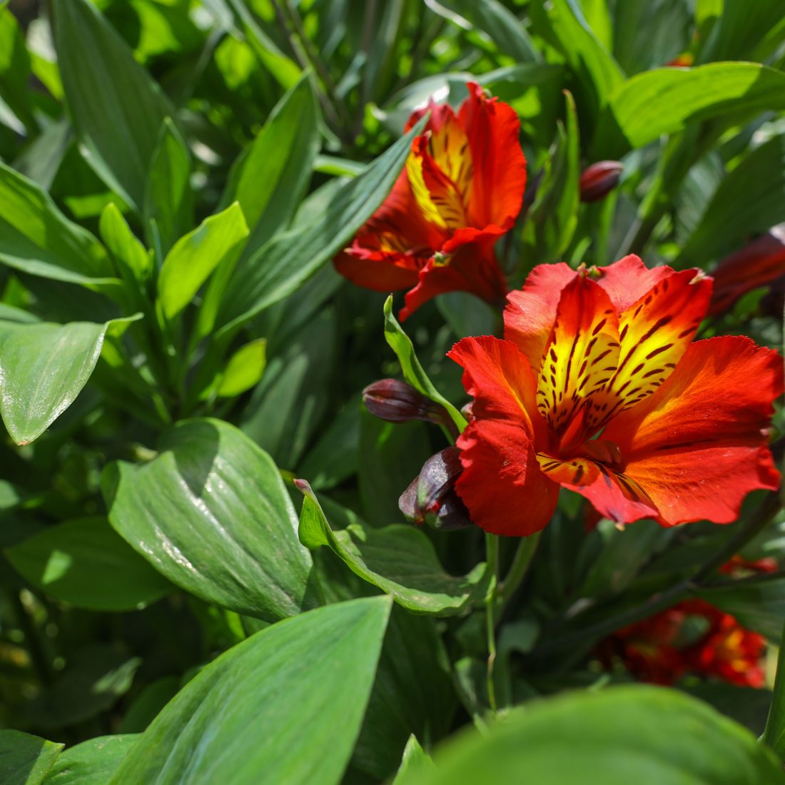 Macro photograph of a specialty summer bloom